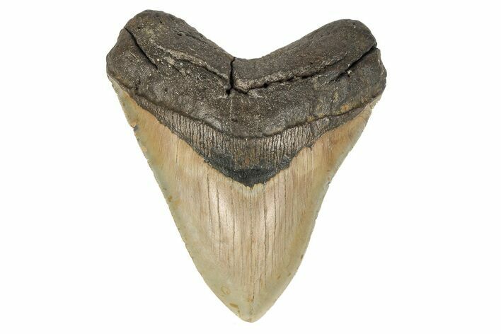 Serrated, Fossil Megalodon Tooth - North Carolina #192866